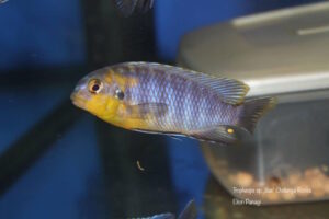 Tropheops sp. 'lilac' Arten